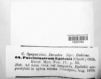 Pucciniastrum epilobii image